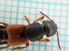 Platydracus stercorarius