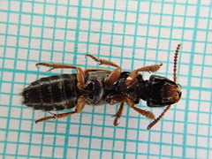 Platydracus stercorarius