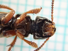 Platydracus stercorarius