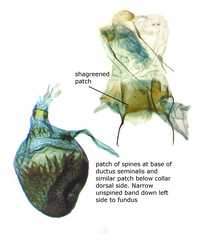 Eupithecia nimbicolor