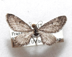 Eupithecia nimbicolor