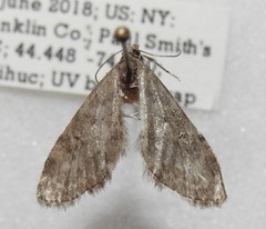 Eupithecia sheppardata