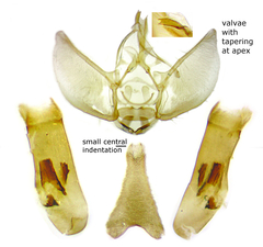 Eupithecia nimbicolor