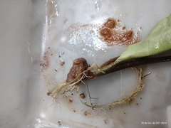 Scaphispatha gracilis