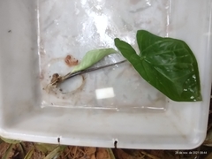 Scaphispatha gracilis