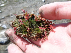 Vaucheria canalicularis