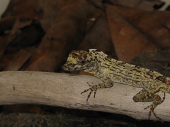 Anolis ortonii