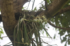 Brassavola