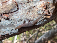 Sphaerodactylus argivus