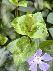 Vinca major