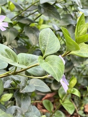 Vinca major