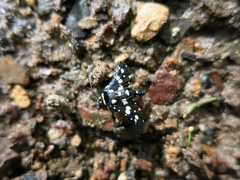 Pseudothyris sepulchralis