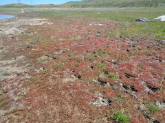 Vaucheria canalicularis