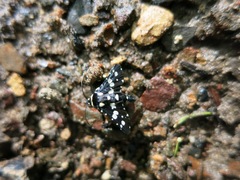 Pseudothyris sepulchralis