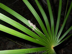 Coccothrinax proctorii