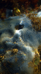Dysideidae