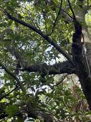 Sideroxylon foetidissimum