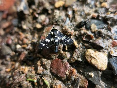 Pseudothyris sepulchralis