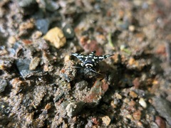 Pseudothyris sepulchralis