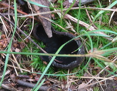 Peziza atrovinosa