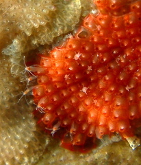 Perarella schneideri