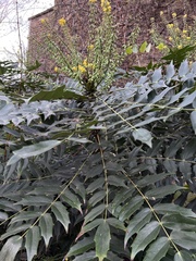 Berberis bealei