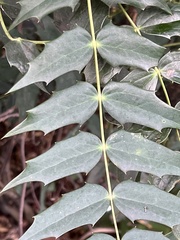 Berberis bealei