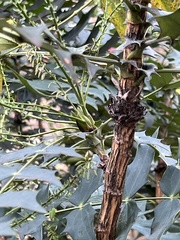 Berberis bealei