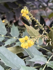 Berberis bealei