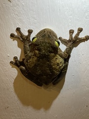 Osteocephalus taurinus