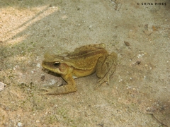 Rhinella ornata