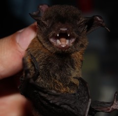 Eptesicus brasiliensis