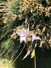 Dianthus hyssopifolius