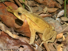 Rhinella ornata