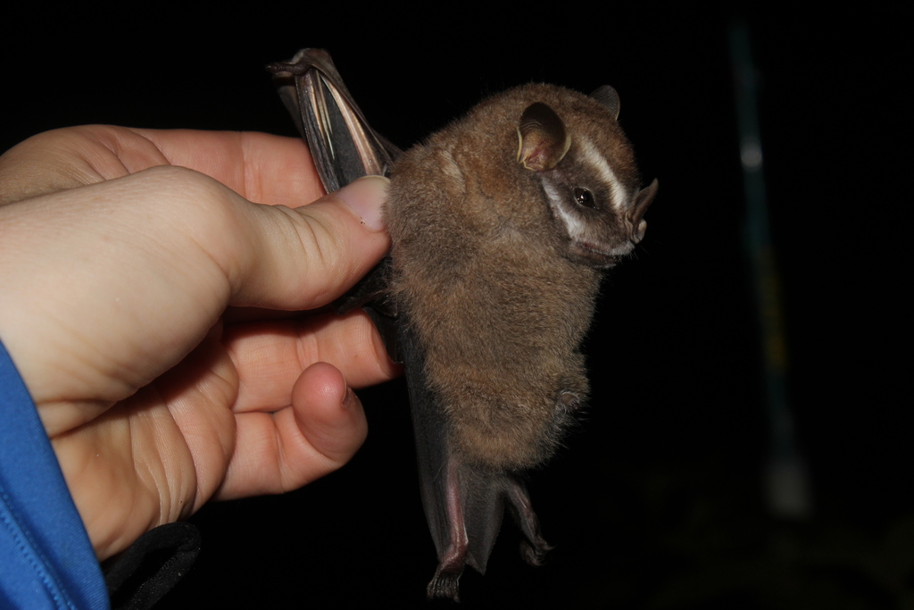 Brazilian Big-Eyed Bat
