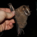 Brazilian Big-eyed Bat - Photo no rights reserved, uploaded by Carlos Henrique Russi