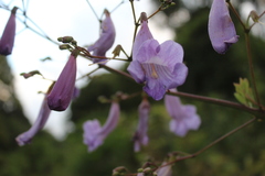 Jacaranda puberula