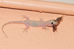 Hemidactylus mabouia