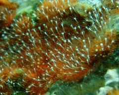 Perarella schneideri