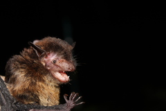 Eptesicus brasiliensis