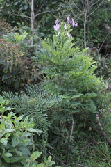 Jacaranda puberula