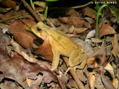 Rhinella ornata