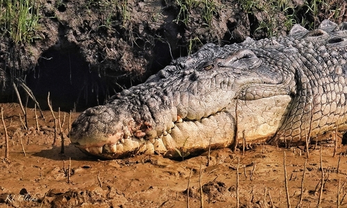 Saltwater Crocodile, Sailendra Sarai, Odisha, India, photo 10 of 10