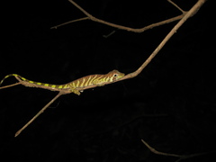 Anolis transversalis