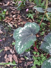 Begonia rex-cultorum