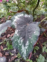 Begonia rex-cultorum