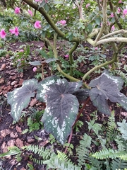 Begonia rex-cultorum