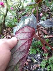 Begonia rex-cultorum