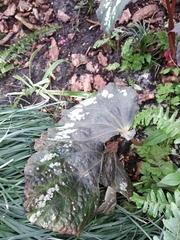 Begonia rex-cultorum