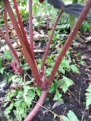 Begonia rex-cultorum